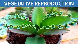 Vegetative Reproduction  Stem Root Leaves Spore  Science Educational Video for Children [upl. by Wagstaff]