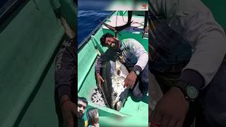 🥳बडी टुना मछली पकडी😎  Nonveg Jungle youtubeshorts fishing shorts [upl. by Fink517]