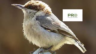 Brown Headed Nuthatch Sound Bird Call for Pro Hunters [upl. by Ledda]