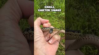 Hello small Garter Snake shorts [upl. by Hagen]