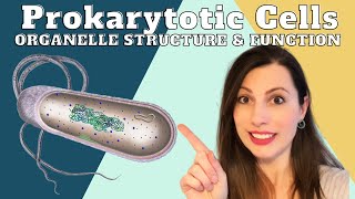 Cell Specialisation For AQA 91 GCSE Biology [upl. by Hazlip]