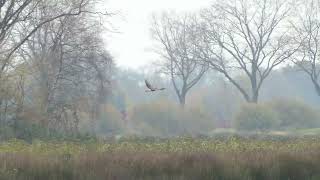 Leegveld in Liessel rand Deurnese Peel buizerd blauwe reiger blauwe kiekendief v knobbelzwanen [upl. by Madra]