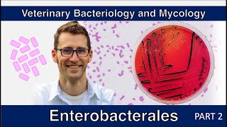 Enterobacterales  nonE coli Part 2  Veterinary Bacteriology and Mycology [upl. by Seale]