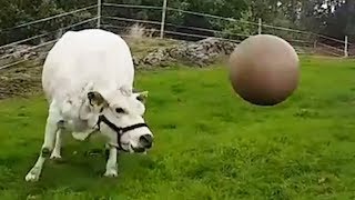 Cow Plays with Pilates Ball [upl. by Petronia]