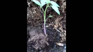 Transplanting Tomatillo Seedlings [upl. by Ebeohp]