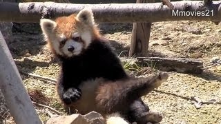 のんびり日向ぼっこのレッサーパンダRed Panda [upl. by Dionis]