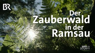 Der Zauberwald in der Ramsau  Wir in Bayern  BR [upl. by Isherwood]