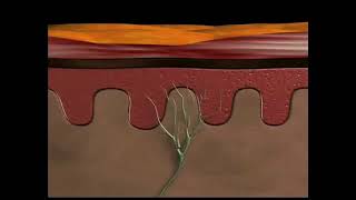 Physiology of nociceptive pain [upl. by Acsot]