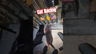 Cats Racing Elon Musks Tesla cat tesla elonmusk trump election funny trending viralvideo [upl. by Aciretahs129]