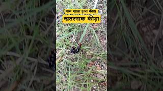 रंगीला कीड़ा 🐛short कीड़ा nature animals grass घास beautifulnature [upl. by Eruot512]