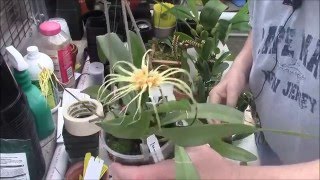 A Bulbophyllum Primer Part 1 [upl. by Decima]