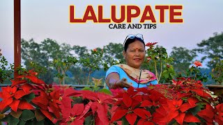 Poinsettia Plant Care in Nepali I Lalupate Plant Ko Care and Tips Mero Tarika Ley [upl. by Kaz66]