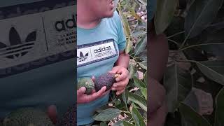 Cuando la palta se pasa de cosecha naturaleza paltas trabajodecampo cosecha campo [upl. by Etan]