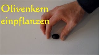 Olivenbaum aus Kernen ziehen züchten  Olivenkern einpflanzen Oliven keimen Olivenkern [upl. by Jankey]