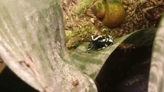 Dendrobates auratus calling [upl. by Aicilla227]