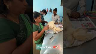 Puppyக்கு operation முடிஞ்சு ❤️🐶 anshikamobile dog colachel doglover pet share support [upl. by Modeste]