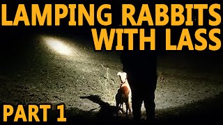 Lamping Rabbits with Lass part 1  Working Lurcher [upl. by Ela]