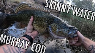 Skinny Water Murray Cod  Campaspe River [upl. by Ecnav]