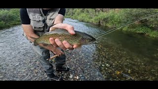 Fly Fishing for Trout in Fast Waters [upl. by Uos635]