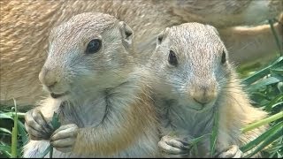 プレーリードッグの赤ちゃんpart1  東山動物園 [upl. by Karas981]