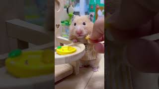 Shocking Hamster Saying NO Behavior You Wont Believe hamsters shorts [upl. by Leinahtam]