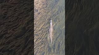 World Largest Crocodile Ever Recorded  Largest Crocodile in the World 🌍 [upl. by Hsirahc]