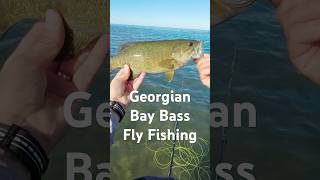 Bass on the Fly Fishing flyfishing flyfishinglife bassfishinglife bassfishing redington [upl. by Ire720]