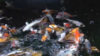 Rainbow Koi Wiltshire Video of High Grade Japanese Koi in Vat 4 £60 EACH [upl. by Ortrud]