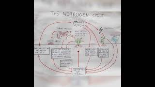 Nitrogen cycle in biology [upl. by Bilbe362]