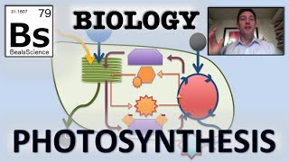 Photosynthesis Overview [upl. by Brosine]