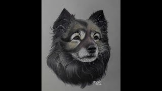 Drawing dog portrait Keeshond [upl. by Oirasan]