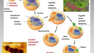 Chapter 20 Phylogenies and the History of Life narrated [upl. by Leahsim]