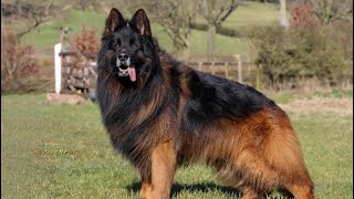 The king my long hair german shepherd dog “Boss”❤️🐾😘🧿 [upl. by Meryl]