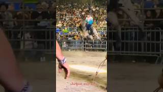 JARIPEO EXTREMO JUAN CARACHEO VS TORO AMOR SALVAJE🐂💥 jaripeo shorts [upl. by Fortna]