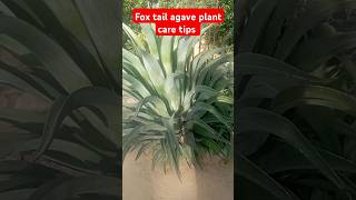 Fox tail agaveagave attenuata plant care tips gardening harrdy plants shorts [upl. by Scherle]