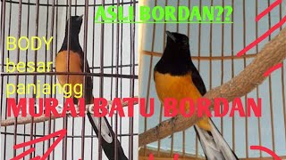 MEMBEDAKAN Murai Batu BORDAN Asli Dengan murai batu BORDAN ABALABAL [upl. by Lledniuq878]