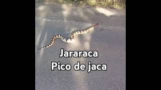 Cobra jararaca pico de jaca [upl. by Llerrod]