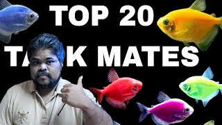 Top 20 Tank Mates For Colour Widow Tetra Fish  Glofish Tetra Tank Mates [upl. by Pennie]