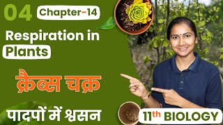 L4 क्रैब्स चक्र  Krebs Cycle अध्याय14 पादपों में श्वसन  11th Biology [upl. by Malinda]