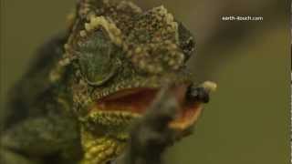 Chameleons tongue catches fly [upl. by Nicholas]