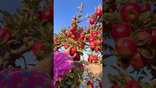 “Apple Haven Orchard” Red Delicious 🍎🍎🍎 apple nature shorts [upl. by Boffa]