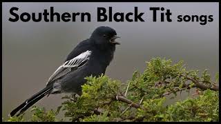 SOUTHERN BLACK TIT songs [upl. by Imat181]