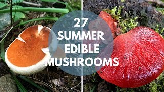 Wild Mushrooms You Can Eat Summer Edition [upl. by Zined]