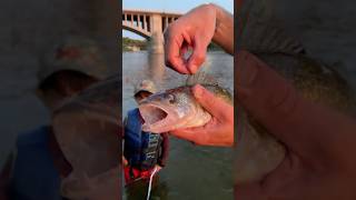 Walleye Fishing in the River 😈🎣 [upl. by Jennifer981]