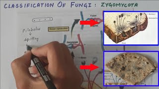 Classification Of Fungi  Zygomycota Conjugating Fungi  Life Cycle Of Rhizopus Black Bread Mold [upl. by Oberstone]