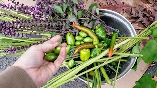 Lemon Grass Harvest  Peppers amp More Overwintered [upl. by Doughty]