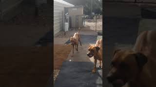 RHODESIAN RIDGEBACK BREEDING FLAGGING [upl. by Aanas]