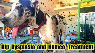 Hip dysplasia cured after Homeopathy treatment  Great Dane Puppy [upl. by Ennaehr762]