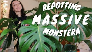 REPOTTING MONSTERA DELICIOSA  how to repot a large monstera deliciosa  tips [upl. by Ennayelhsa494]