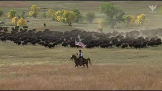 2023 Custer State Park Buffalo Roundup Live Stream  SDPB [upl. by Deehahs]